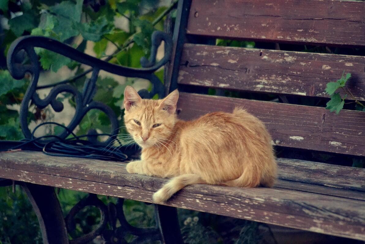 宠物消毒解读：犬和猫源性人兽共患病——冠状病毒病