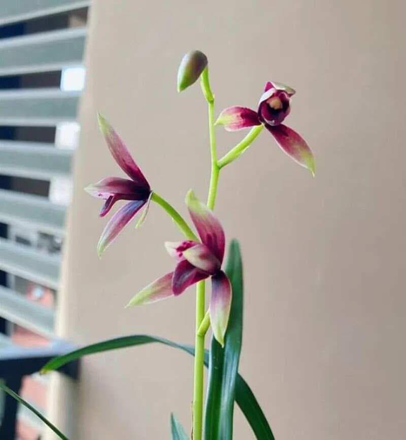 兰花不开花的五大原因及解决方法