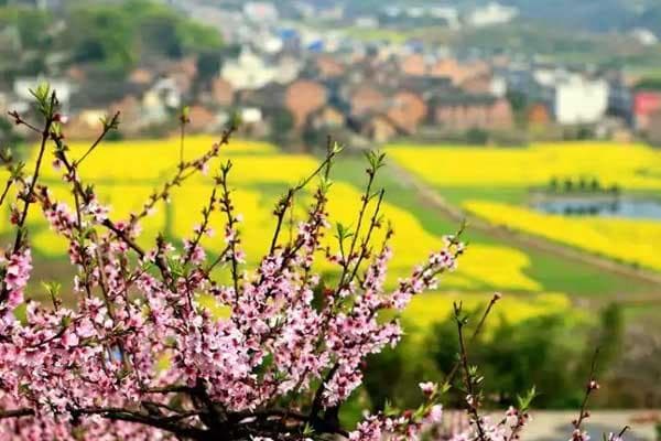 衡阳看桃花在什么地方