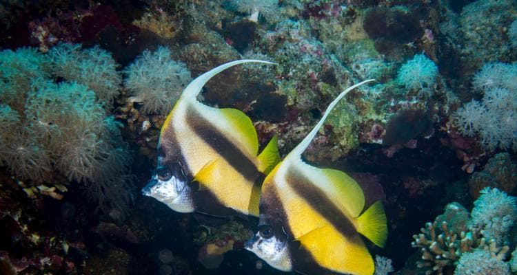 四带马夫鱼饲养全指南：打造健康、美丽的四带马夫鱼水族箱