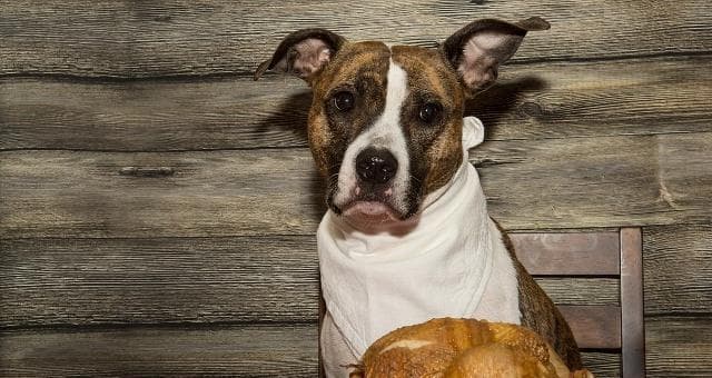 如何保证狗狗饮食营养均衡？这份全面指南请收好