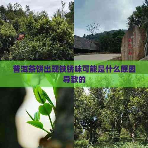 普洱茶饼出现铁锈味可能是什么原因导致的