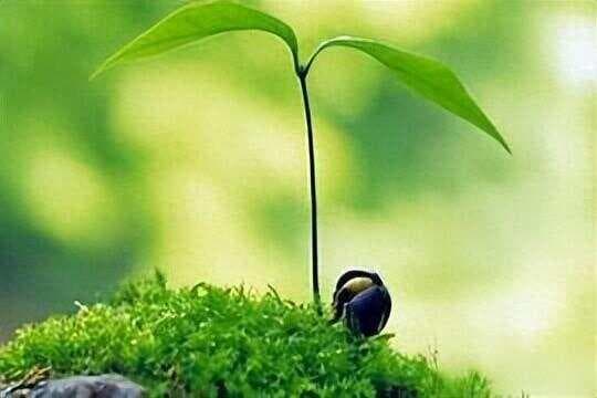 生命和意识的本质是什么？意识可以独立存在吗？