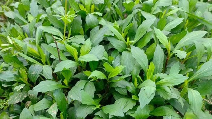 农村田边常见野菜马兰头，俗称田边菊，用途与价值了解多少