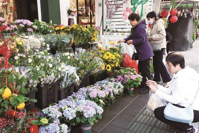 厦门春季花卉进入消费旺季：草花盆栽受青睐 鲜切花卉成新宠