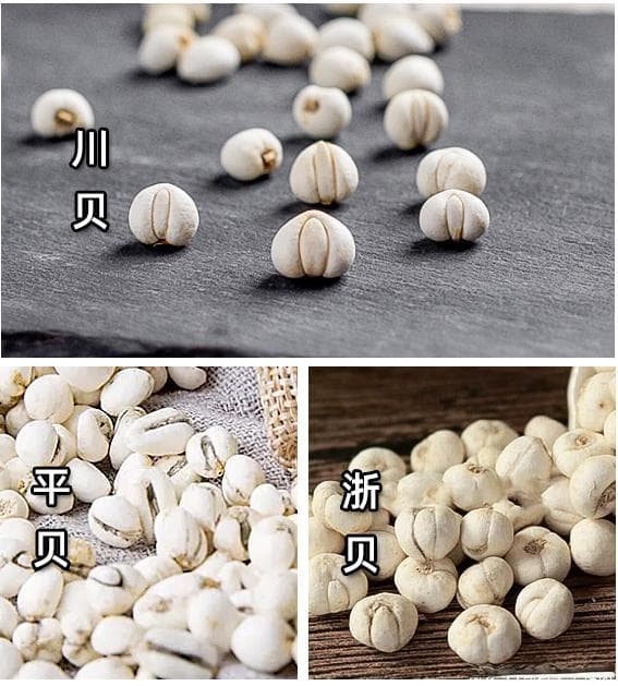 【药师说药】带大家一口气看懂川贝母、浙贝母、平贝母的异同