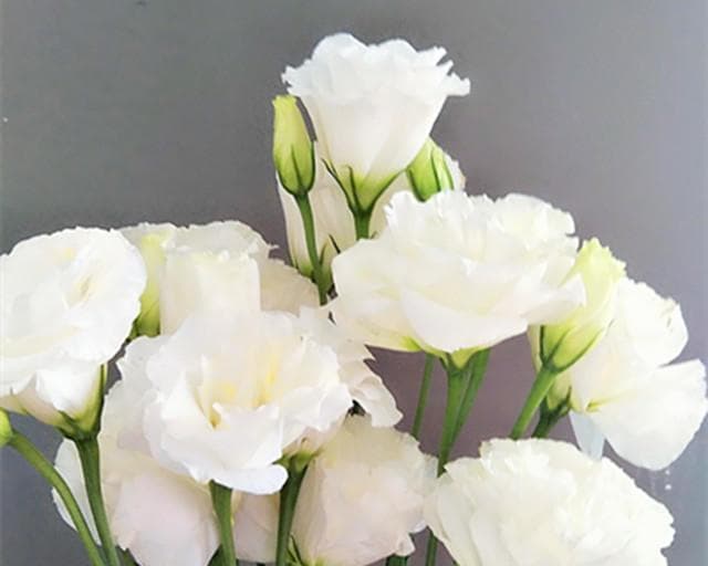 白色洋桔梗花的花语：纯洁与祝福的象征