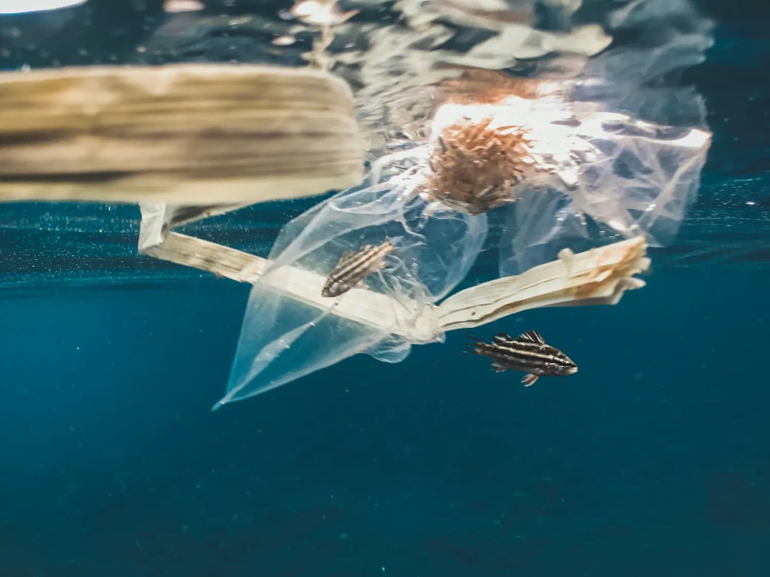 新型生物质海绵：可降解、可重复使用，微塑料去除率近100%