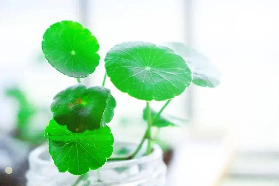 弘一法师的50句经典语录，句句入心！