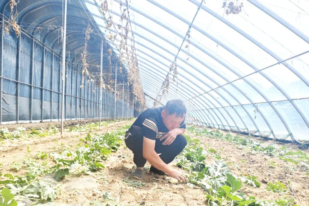 库伦旗：打造京蒙协作乡村振兴示范嘎查村 让乡村美起来 产业强起来 村民富起来
