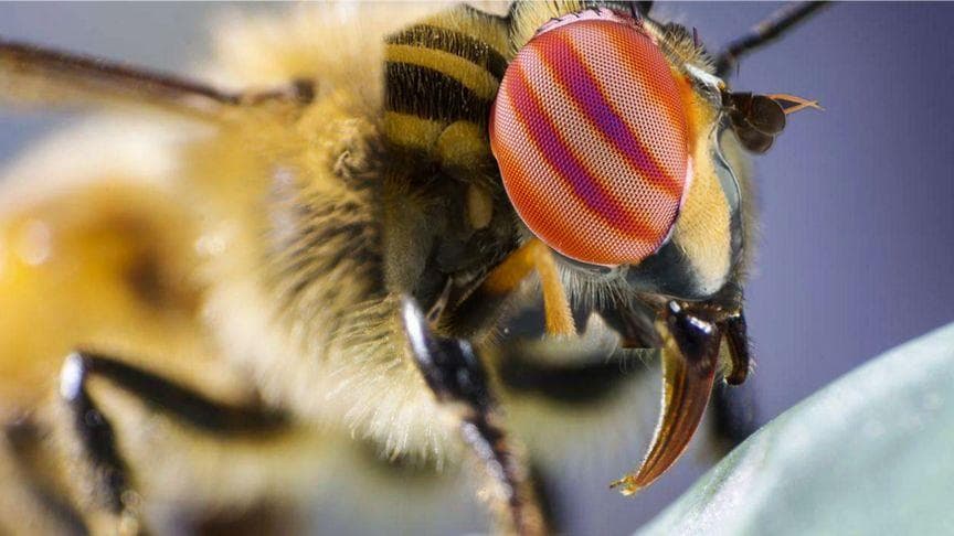 揭秘蜜蜂眼睛：8000个小眼构成的昆虫界“黑科技”