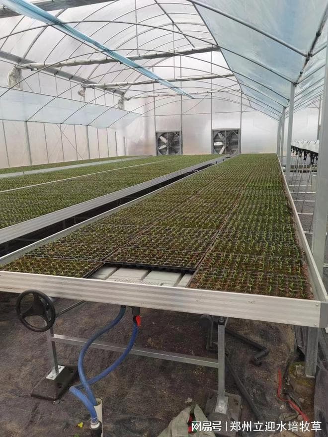 如何选择苗床系统种植水培蔬菜？