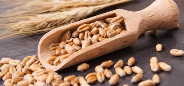 小麦：营养、健康益处与潜在风险全解析