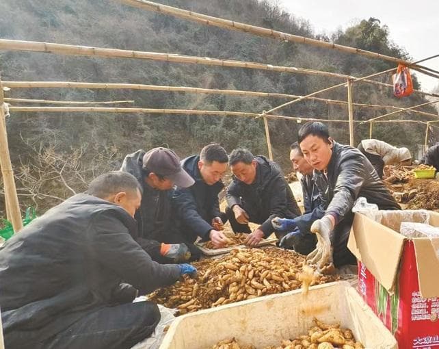 勉县破解天麻育种难题，年亩均效益破10万元