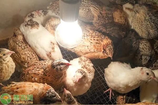 鹌鹑养殖利润和前景如何？