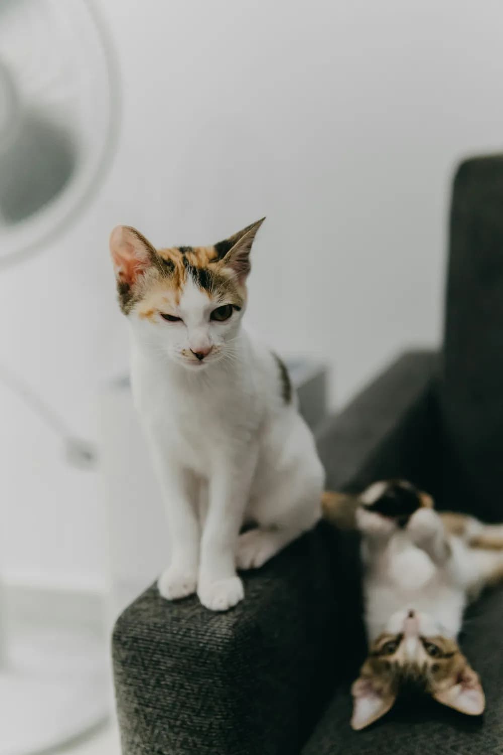拜耳 vs 福来恩：猫咪驱虫药该如何选择？