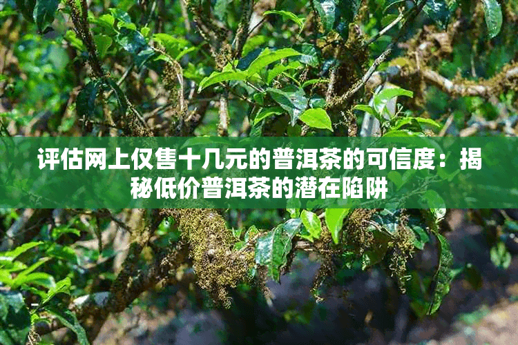评估网上仅售十几元的普洱茶的可信度：揭秘低价普洱茶的潜在陷阱