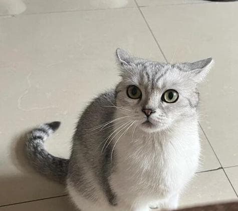 猫咪耳朵语言全解析：从竖立到扁平，读懂猫咪的内心世界