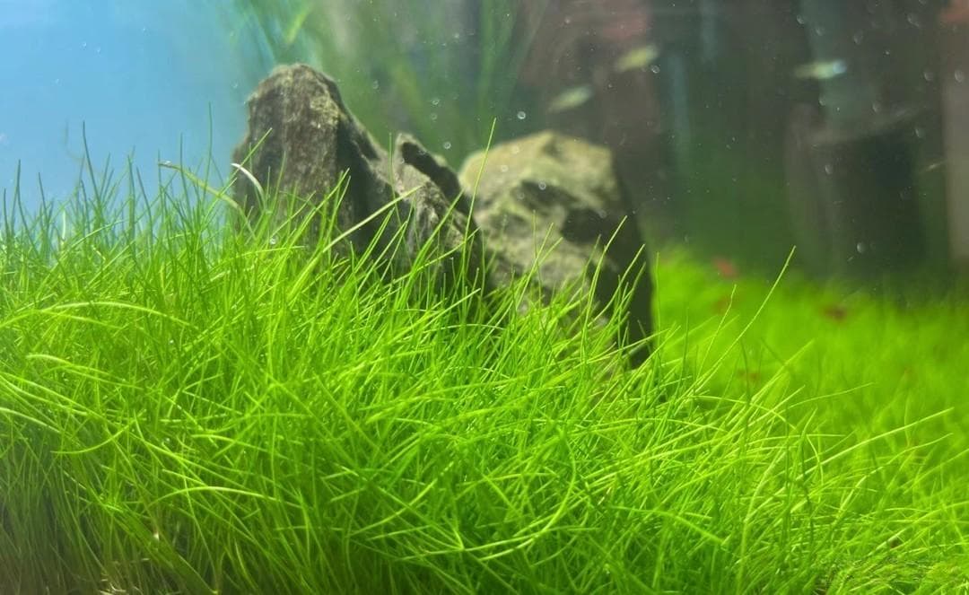 鱼缸水草选择攻略