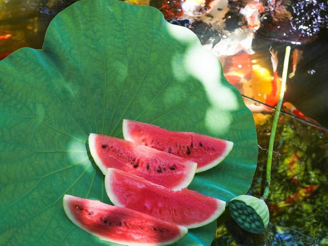 种植西瓜的步骤以及方法，西瓜底肥施肥方案？