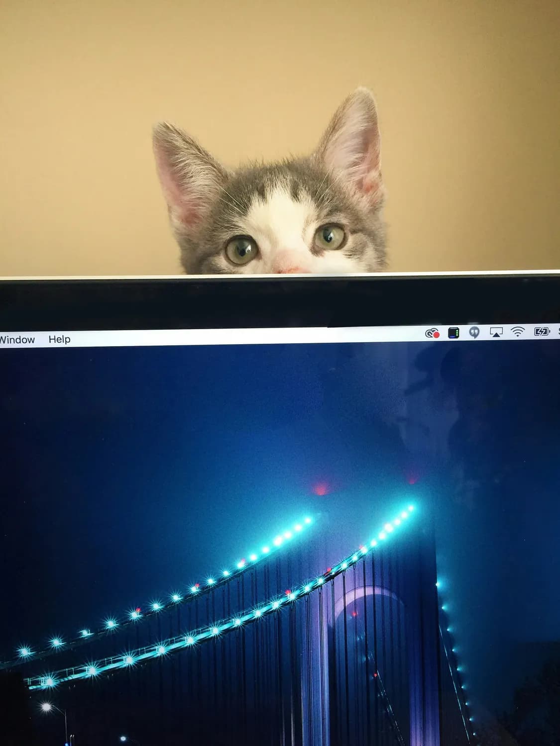 猫咪竟然能听懂人话？揭秘背后的科学原理