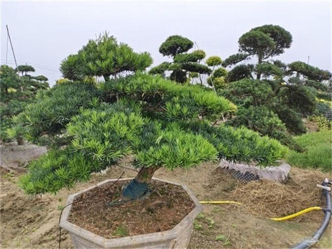 可观赏又可入药的花卉植物