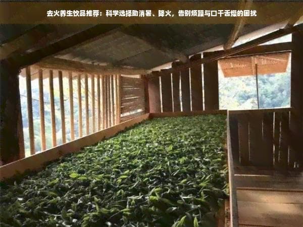清热解毒六款茶：夏季去火养生饮品全攻略