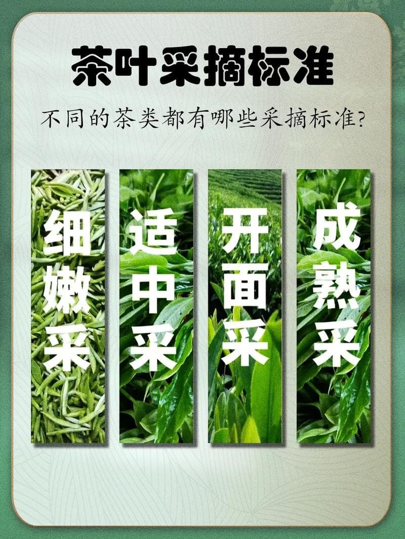 茶叶采摘越早品质越好吗（茶叶采摘手法）