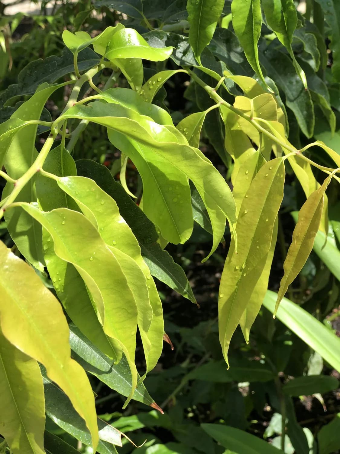 番泻叶：通便良药还是健康隐患？