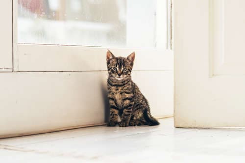 猫咪防逃逸栅栏：用途、种类、选择方法与注意事项