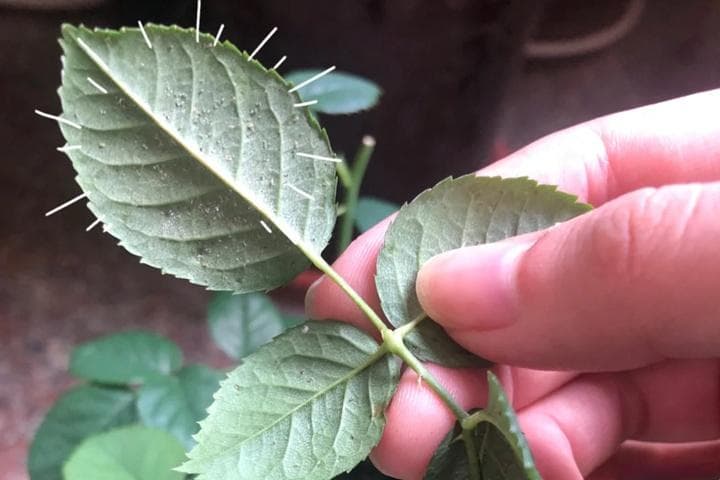 月季红蜘蛛的防治方法