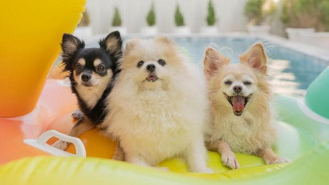 小型犬智力胜大型犬，研究揭示大脑体积占比是关键