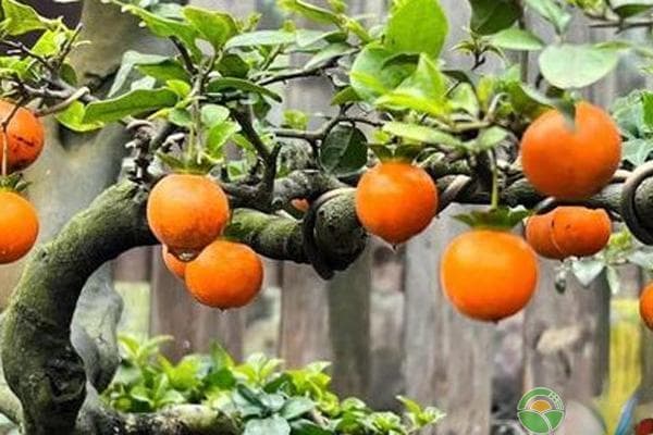 金弹子养殖方法和开花保果技巧详解