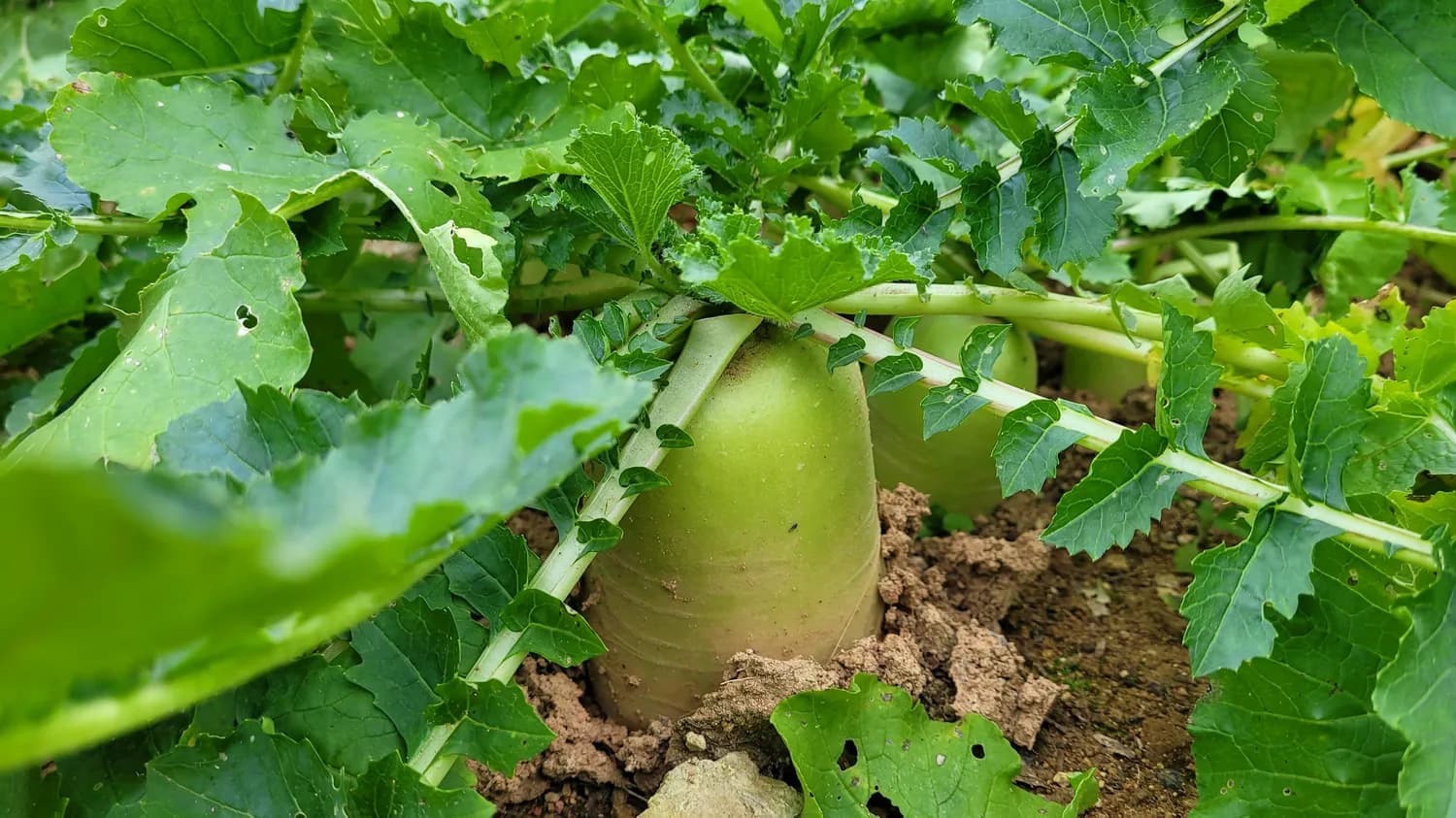 青萝卜：秋冬养生良品，润肺止咳又助减肥