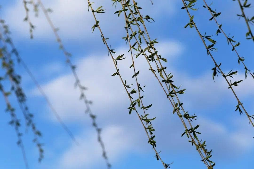 春天的16个成语：从春风得意到春色撩人