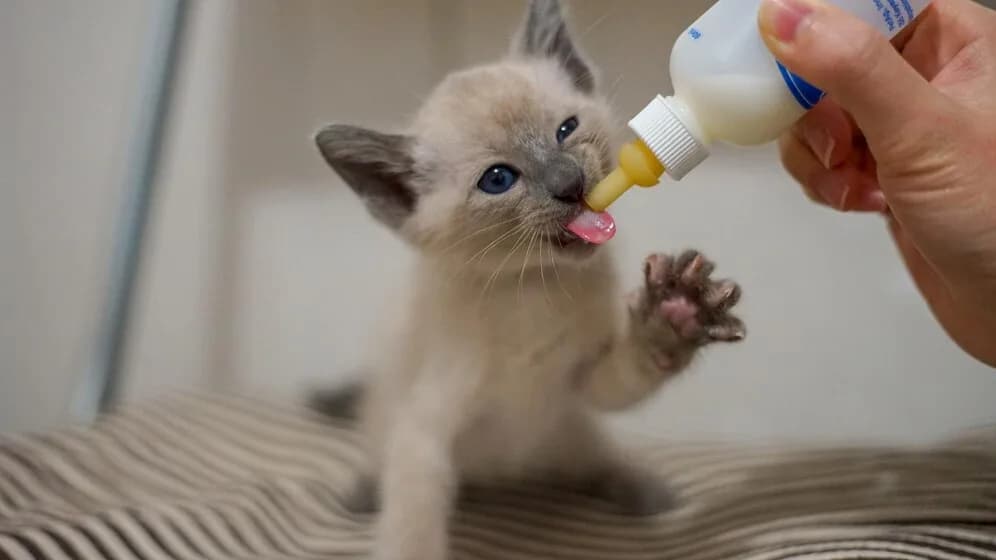 幼猫养育秘籍：刚出生小猫人工喂养全面指导与经验分享