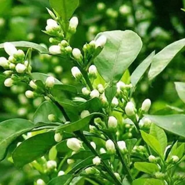 药食同源——代代花