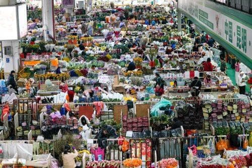 昆明斗南花卉市场 | 亚洲花都的浪漫经济密码
