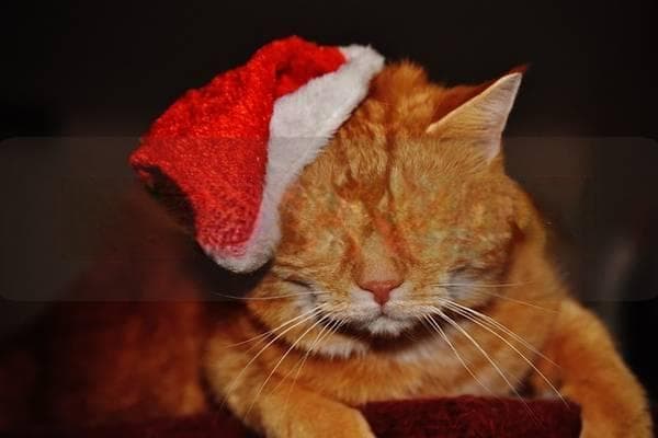 猫咪快生了有什么预兆？如何判断猫咪临产的信号与表现