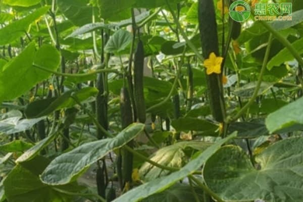 黄瓜种植技术要点：1-3月和6-9月是最佳时期
