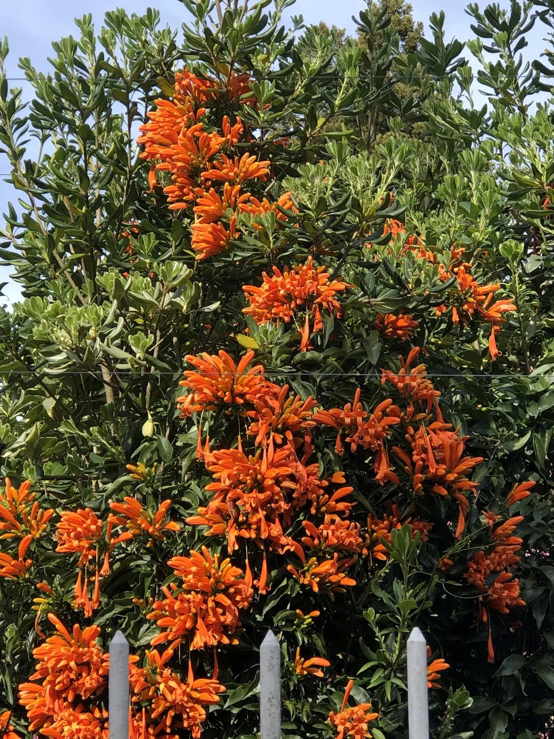 炮仗花扦插攻略：春夏爆红的秘密