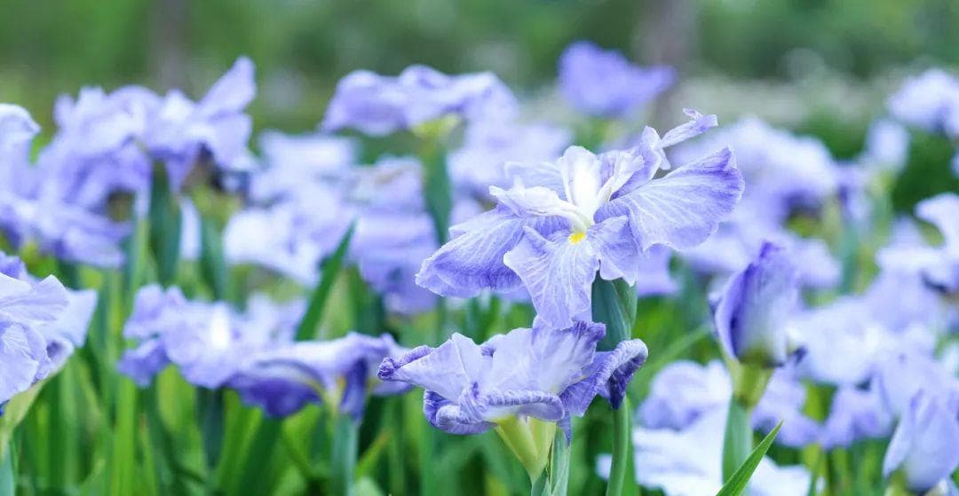 节气“植”说丨二十四节气物语·芒种