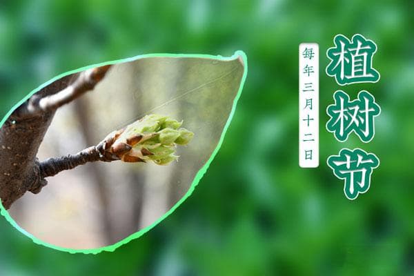 中国植树节节徽：5棵树背后的设计深意