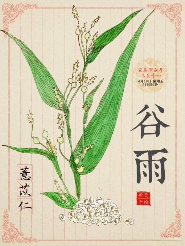 谷雨时节话养生：薏苡仁的多重功效与食用方法