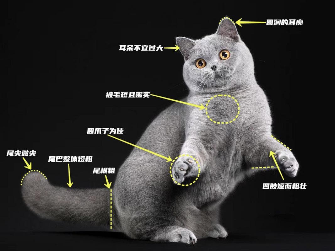 英短蓝猫和蓝猫,带你认识两种猫咪的本质差异