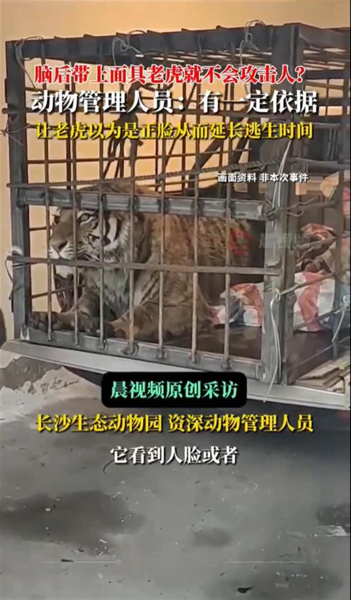 林区劳作可戴假面具，老虎停止攻击就别徒劳反抗……官方和专家提醒如何应对老虎