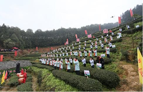 福建建瓯：惊蛰喊山 北苑贡茶迎来春日绽放