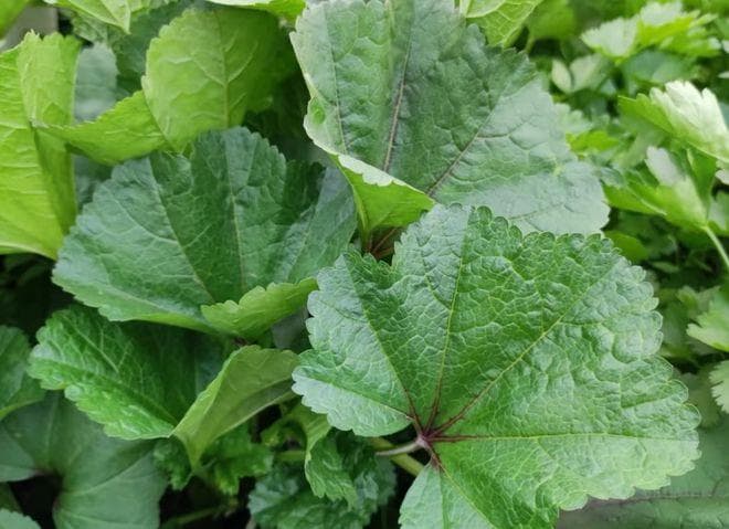 这植物是百菜之主，俗称“冬寒菜”，四川人喜欢用它煮粥，养胃！