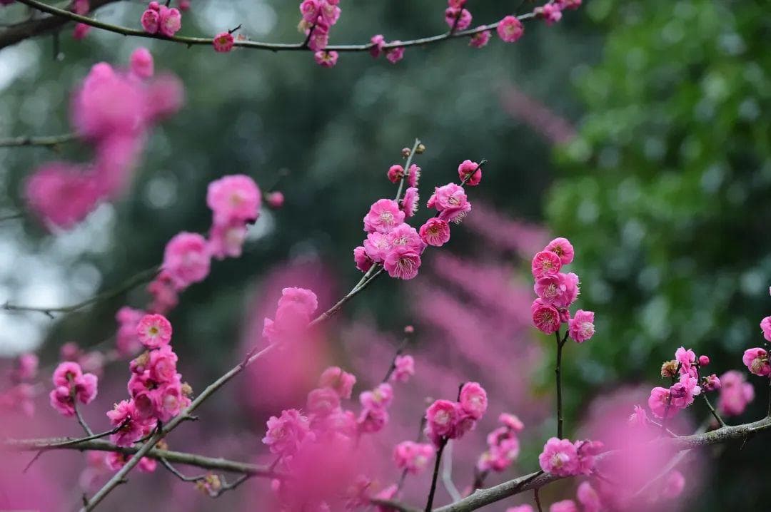 会昌的梅花开了！赏梅打卡攻略来啦