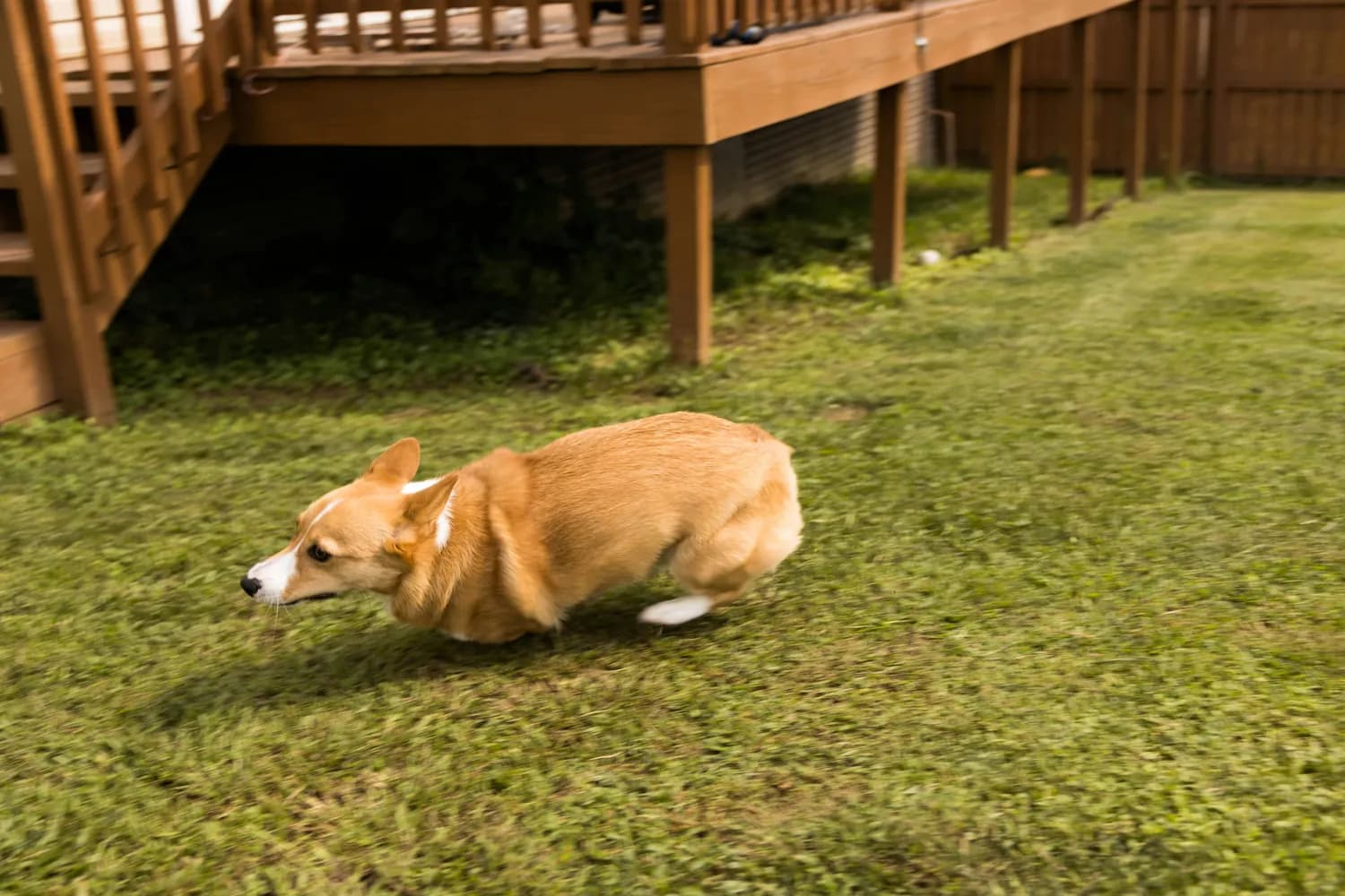 柯基犬挑食怎么办？专家教你几招搞定